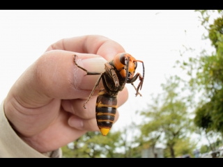 huangfeng hornets (yellow wasp, bee), or dute nongchan ping's unique agricultural product, called long l