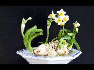 narcissus shuixian, literally water immortality. water sculptures of diaoke yu shui from daffodils, or diaoke shuixian kuaits