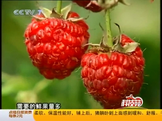 raspberry shu mei, or the scientific name of fu penzi. breeding new varieties from peiyu xin ping zhong de zhong zi shu mei seeds