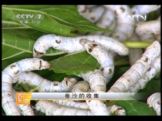 baojian zhen de zhizuo health pillows filled with silkworm caterpillar excrement can sha can fen