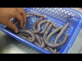 zhongguo zetou shipin chinese street food. sandworm sipunculida (lat. phascolosoma esculeta). known in china as