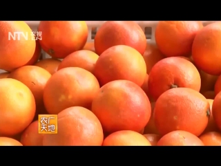 orange cheng. red orange tarocco ta lo ke, or blood orange (lat. citrus sinensis) xue cheng. detailed meth