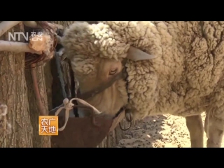 sheep yang. sheep breeding of niu yang yangzhi. breeding method of fine-fleeced sheep of the ordos simao yang yang zhi jishu eerdosy breed.