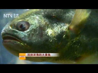 large yellow croaker da huan yu (lat. larimichthys crocea). artificial breeding of fish in zhushan sea fishing