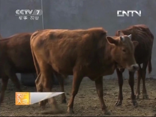 shan nu mountain cows. yunnan mountain technology, dian zhong cattle breeding