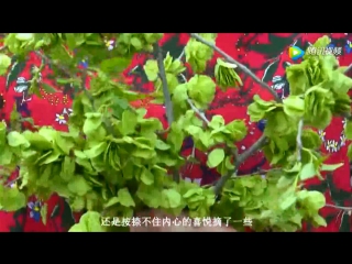 a professional chef prepares quinoa (elm seeds) da chu jiao nin zuo qingxiang tianmei yuqian fan. elm, or elm (lat. ulmu