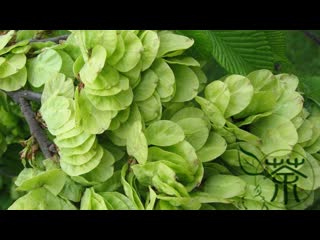 now is the best time to eat elm seed pies. elm, or elm (lat. ulmus) yu shu (elm tree).