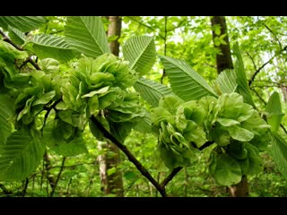 delicious elm seed chips tebe hao chi xinpian yushu . elm, or elm (lat. ulmus) yu shu.