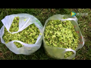 production of crispy rice from quinoa (elm seeds) by yuqian fan de zhizuo. elm, or elm (lat. ulmus) yu shu (elm dere