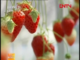 world strawberry conference new discover (01). an exotic variety of qiyi de pingzhong. strawberry mei, cao mei