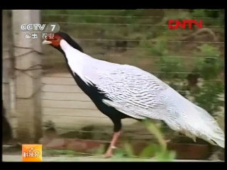 pheasant silver xian, or lofura, or silver lofura (lat. lophura nycthemera). in the people, this pheasant is called qia