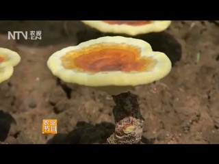 tinder fungus lacquered linzhi . mushroom of longevity ganoderm lacquered (lat. ganoderma lucidum) - remedy from a thousand pain