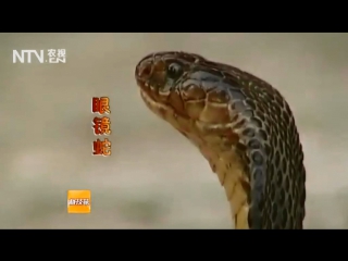 snake she, or itiao she (one snake). serpents shemu (serpent's head, or eye). poisonous snake du she (poison snake). cobra