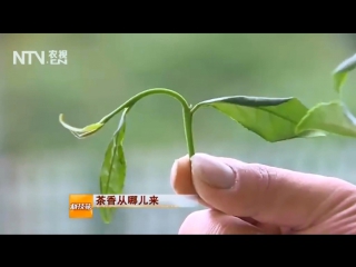 tea cha (01). tea tree (bush) cha shu. tea leaf cha ye. tea plantations (farms) cha lin chan. tea cultivation