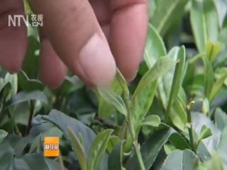 tea cha (02). tea tree (bush) cha shu. tea leaf cha ye. tea plantations (farms) cha lin chan. tea cultivation