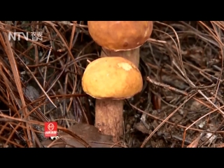 wild forest mushrooms mogu shi ye sheng senlin. mass gathering of mushrooms dalian shouji mogu. edible mushrooms shiyun mogu. white