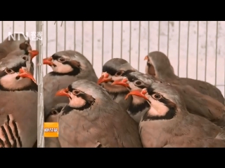 stone partridge, or keklik shi ji, literally stone hen. artificial breeding technology, the brightest color