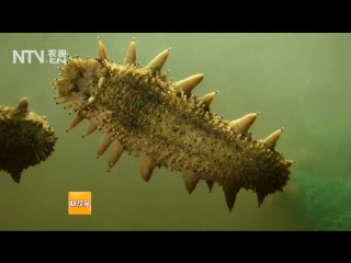 trepang ci shen, or hai shen, or sea cucumber. technology of artificial breeding of trepangs.