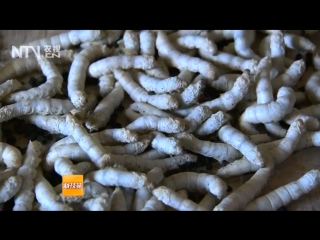 si silk, or si xian, literally silk thread. silkworm (silkworm caterpillar, silkworm)