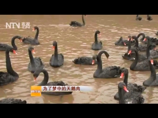 black swan heytiane, literally goose black in the afternoon (lat. cygnus atratus). artificial breeding of black swans and geese