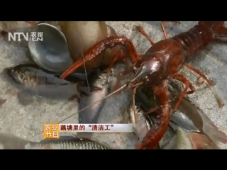 crayfish xiao, or small lobsters xiao longxia. lotus oh. lotus root zhong ou . lotus root pond tang zhong ou and