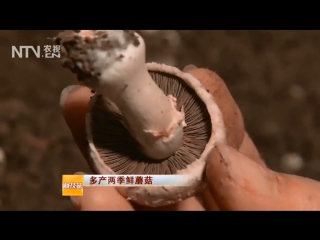 mushrooms shuang bao gu (two-spored mushroom). growing champignons in winter conditions.