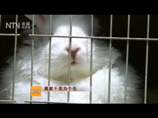 rabbit tu. rabbits of the angora breed (angora rabbit) angela tu, literally angolan rabbit, or rabbit with angor