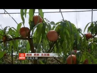 taozi peaches, on the taoshu peach tree (lat. prunus persica). cultivation in the greenhouses of wenshi, from the flowering of kaihi