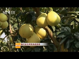 pomelo shatian yu (pompelmus, or sheddock), or grapefruit yuzi, or the popular name meizhou jin yu, literally zolo