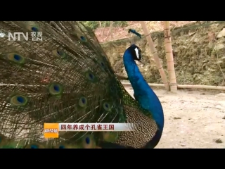 peacock kongque. blue (blue) peacock lan kongque. nourishing peacock eggs kunque dan ye yingyang fengfu . pav breeding