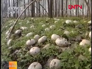 mushrooms on forest plots. field champignon e mogu (wild mushroom). artificial cultivation of wild mushrooms rengong zhongchu