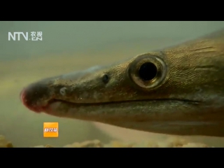 eel man, or manyu (eel fish). sea eels kanji man ke (a branch of sea eel). artificial breeding d