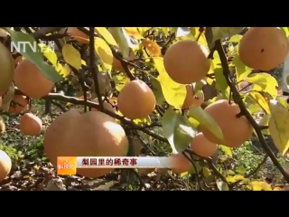 pear (fruit) li zi, literally son of a pear. pear (fruit tree) li shu, literally pear tree. winter (snowy)