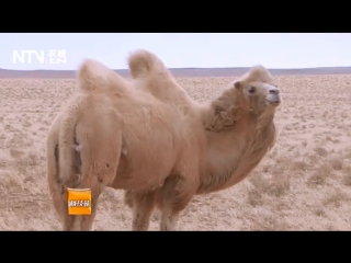 camel that. bactrian camel, or bactrian shuang feng to, literally camel with a female breast, or bactrian willow