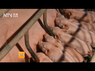 pig production (02) yang zhu ye (support for the pig industry). sow's farrowing mu zhu de mu zhu. admission of newborns