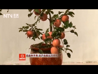 apple tree dwarf ping guo (lat. malus pumila). potted apple tree pengzai pingguo . growing apple trees in pots penzai p