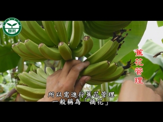 xiangjiao bananas, literally banana (rich fragrance) banana, also gongjiao (banana onion), or qiongjiao (xiong banana)