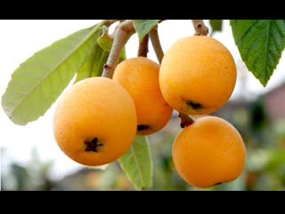 medlar japanese pipa go (medlar fruit), eriobotria (lat. eriobotrya japonica), or lokva, shesek