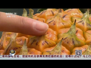 bolo pineapples and a particularly sweet fengli variety, or bolo bu yiban (unusual pineapple). difficulties associated with growing macaws