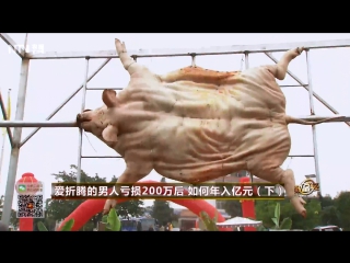 pigs zhu. pig breeding (02) yang zhi hei zhu . multi-billion dollar all-china business.