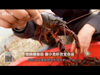 xuyi's red crayfish, or china's billion dollar business.