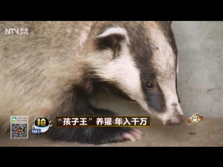 badger huan, or shi gou (like a dog), or gou zhu (pig dog). delicious meat badger huan zhou , his fat hu