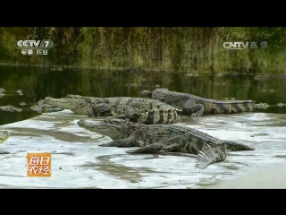 crocodile e yu (crocodile fish), or simply e (part 02). siamese crocodile xianlo e, or thai (thai) crocodile