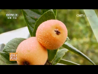 medlar japonica (part 01), or locwa (loquat) pipa , possibly pipa go (lodge fruit), or lu jui (mandarin lu) and, y