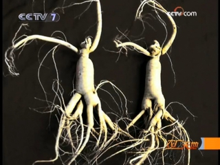 ginseng zhenshen. cultivation of ginseng on plantations, on an industrial scale zai zhongzhi renshen peiyu gune guimo.