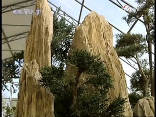 bonsai penjing (dwarf tree). landscape bonsai in the chinese style shan shui pen jing (mountain. water. dwarf tree). from