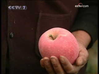 pingo apples, or pingguo. wealth technology.