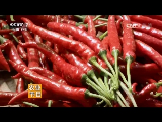 chili lajiao (piquant pepper), or hong lajiao (red chili), or fanzi jiang (ginger pepper), or simply fa