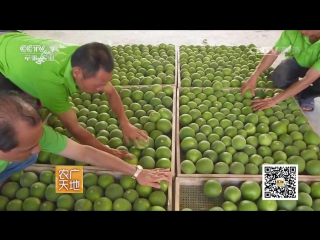 hua juhong bencao (citrus grandis materia medica) medicinal drink made from unripe pomelo fruit (pompelmu