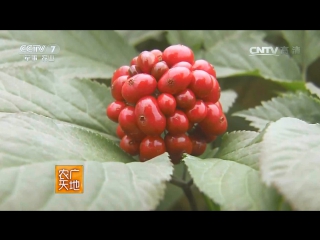 ginseng zhenshen. american ginseng xiangshen is native to north america bei meizhou. breeding american zhe